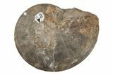 Triassic Fossil Ammonite (Meekoceras) - Nevada #218162-1